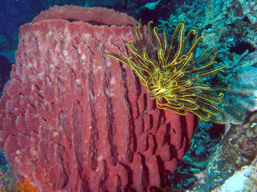 Barrel Sponge - Xestospongia testudinaria - Wakatobi, Indonesia