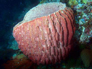 Barrel Sponge - Xestospongia testudinaria - Wakatobi, Indonesia