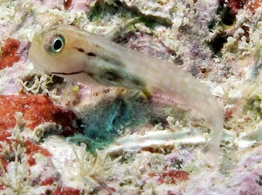 Yaeyama Coralblenny - Ecsenius yaeyamaensis - Yap, Micronesia