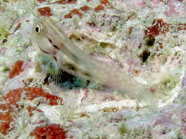 Yaeyama Coralblenny - Ecsenius yaeyamaensis - Yap, Micronesia