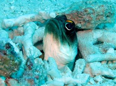 Yellowbarred Jawfish - Opistognathus randalli - Dumaguete, Philippines