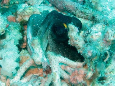 Yellowbarred Jawfish - Opistognathus randalli - Dumaguete, Philippines