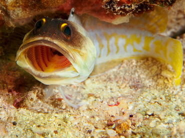 Yellowbarred Jawfish - Opistognathus randalli - Anilao, Philippines