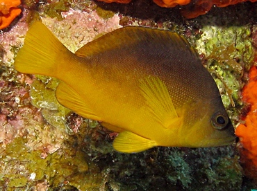 Yellowbelly Hamlet - Hypoplectrus aberrans - St Thomas, USVI