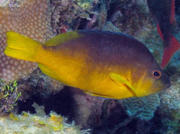 Yellowbelly Hamlet - Hypoplectrus aberrans - St Thomas, USVI