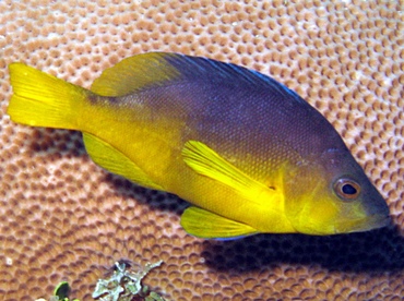 Yellowbelly Hamlet - Hypoplectrus aberrans - St Thomas, USVI