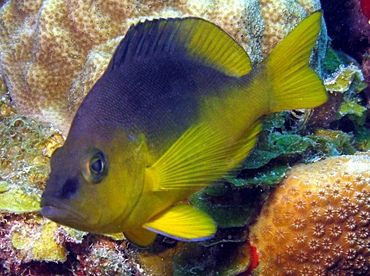 Yellowbelly Hamlet - Hypoplectrus aberrans - St Thomas, USVI