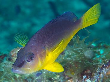 Yellowbelly Hamlet - Hypoplectrus aberrans - British Virgin Islands