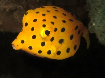 Yellow Boxfish - Ostracion cubicus - Dumaguete, Philippines
