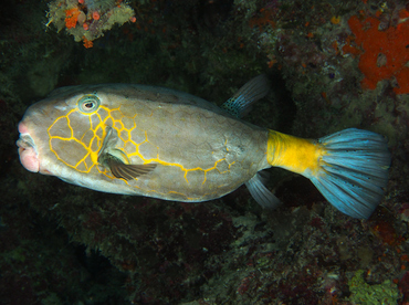 Yellow Boxfish - Ostracion cubicus - Wakatobi, Indonesia