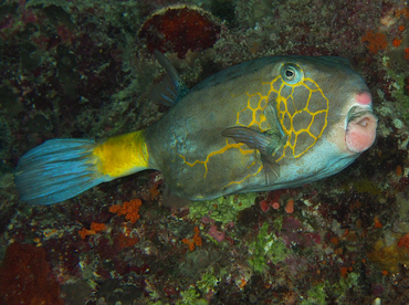 Yellow Boxfish - Ostracion cubicus - Wakatobi, Indonesia