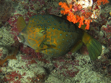 Yellow Boxfish - Ostracion cubicus - Wakatobi, Indonesia