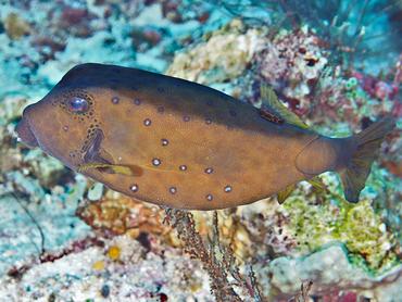 Yellow Boxfish - Ostracion cubicum - Komodo, Indonesia