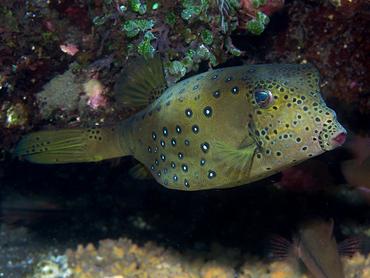 Yellow Boxfish - Ostracion cubicum - Bali, Indonesia
