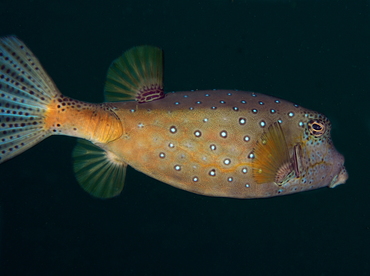 Yellow Boxfish - Ostracion cubicus - Bali, Indonesia