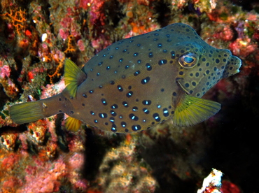 Yellow Boxfish - Ostracion cubicus - Bali, Indonesia