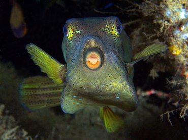 Yellow Boxfish - Ostracion cubicus - Bali, Indonesia