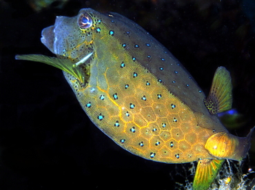 Yellow Boxfish - Ostracion cubicus - Bali, Indonesia