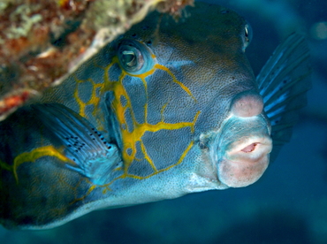 Yellow Boxfish - Ostracion cubicus - Bali, Indonesia