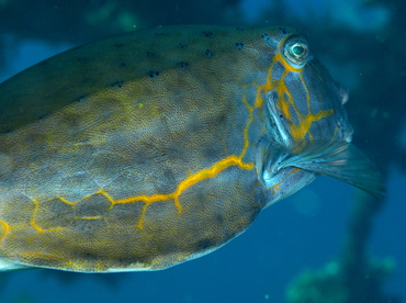 Yellow Boxfish - Ostracion cubicus - Bali, Indonesia