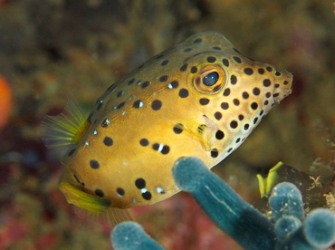 Yellow Boxfish - Ostracion cubicus - Anilao, Philippines