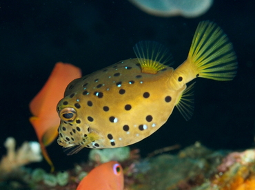 Yellow Boxfish - Ostracion cubicus - Anilao, Philippines