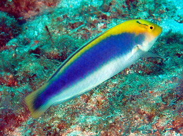 Yellowcheek Wrasse - Halichoeres cyanocephalus - Palm Beach, Florida