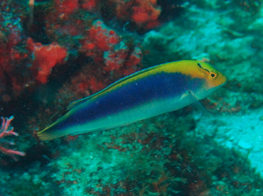 Yellowcheek Wrasse - Halichoeres cyanocephalus - Palm Beach, Florida