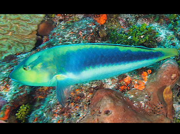 Yellowcheek Wrasse - Halichoeres cyanocephalus - Cozumel, Mexico