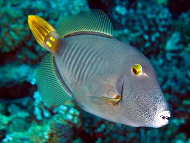 Yelloweye Filefish - Cantherhines dumerilii - Moorea, French Polynesia