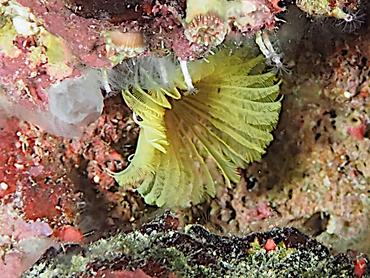 Yellow Fanworm - Notaulax occidentalis - British Virgin Islands