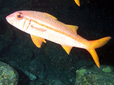 Yellowfin Goatfish - Mulloidichthys vanicolensis - Big Island, Hawaii