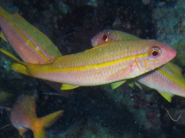 Yellowfin Goatfish - Mulloidichthys vanicolensis - Big Island, Hawaii