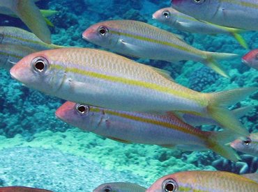 Yellowfin Goatfish - Mulloidichthys vanicolensis - Big Island, Hawaii