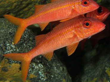 Yellowfin Goatfish - Mulloidichthys vanicolensis - Big Island, Hawaii