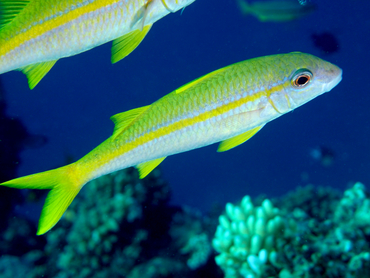 Yellowfin Goatfish - Mulloidichthys vanicolensis - Great Barrier Reef, Australia