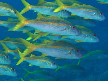 Yellowfin Goatfish - Mulloidichthys vanicolensis - Komodo, Indonesia