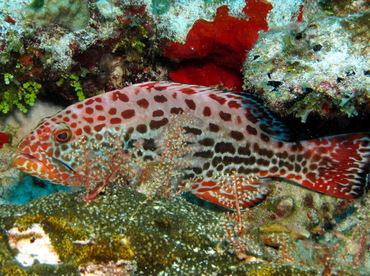 Yellowfin Grouper - Mycteroperca venenosa - Cozumel, Mexico