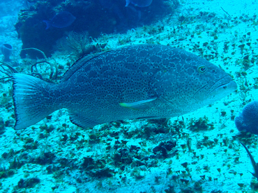 Yellowfin Grouper - Mycteroperca venenosa - Cozumel, Mexico