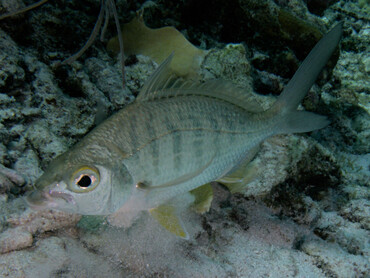 Yellowfin Mojarra - Gerres cinereus - Bonaire