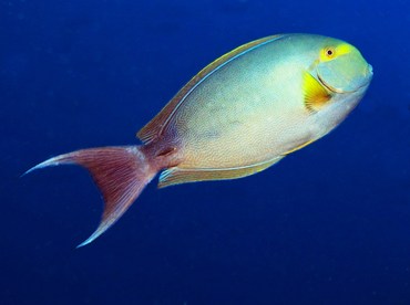 Yellowfin Surgeonfish - Acanthurus xanthopterus - Palau