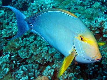 Yellowfin Surgeonfish - Acanthurus xanthopterus - Maui, Hawaii