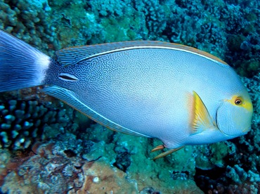 Yellowfin Surgeonfish - Acanthurus xanthopterus - Maui, Hawaii