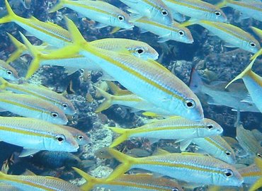 Yellow Goatfish - Mulloidichthys martinicus - Bimini, Bahamas