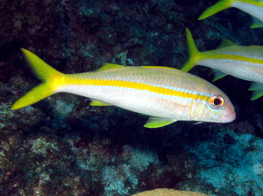 Yellow Goatfish - Mulloidichthys martinicus - Grand Cayman