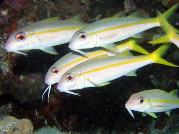Yellow Goatfish - Mulloidichthys martinicus - Bonaire
