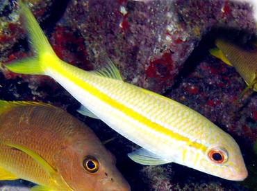 Yellow Goatfish - Mulloidichthys martinicus - Key Largo, Florida