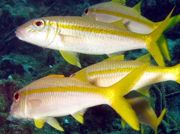 Yellow Goatfish - Mulloidichthys martinicus - St Thomas, USVI