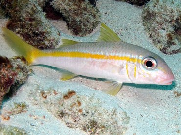 Yellow Goatfish - Mulloidichthys martinicus - Bonaire