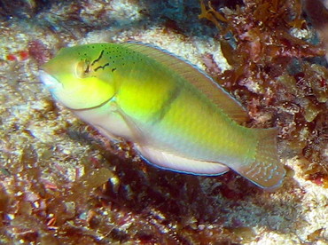 Yellowhead Wrasse - Halichoeres garnoti - Isla Mujeres, Mexico